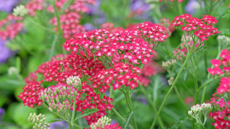 Pink common yarrow