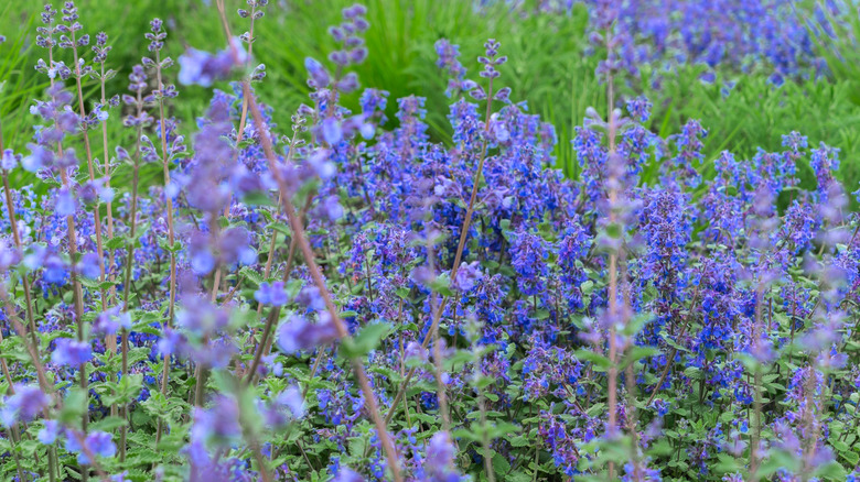 Blue catnip blooms in a field