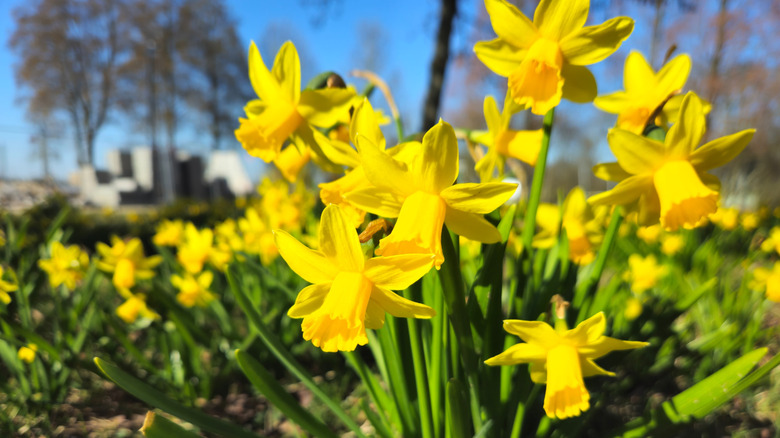 Closeup of yellow daffodil blooms