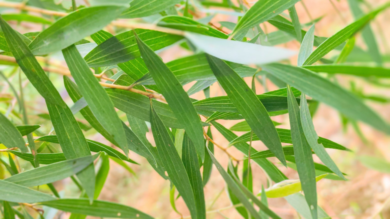 Closeup of eucalyptus leaves