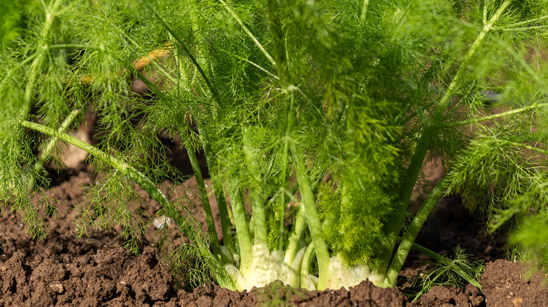 Closeup of fennel herb plant