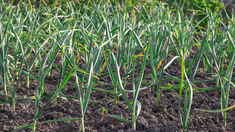 Closeup of garlic stems planted in the ground