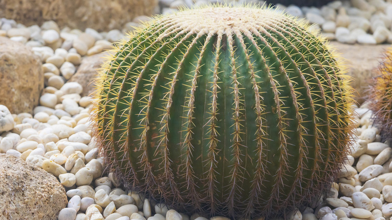Closeup of a golden barrel cactus in rock garden