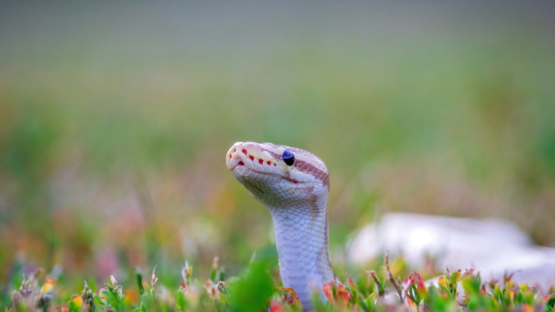 Closeup of a snake in the grass