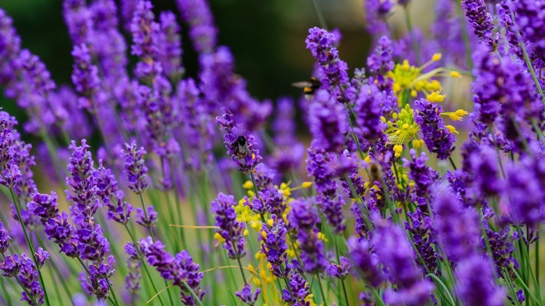 Closeup of vibrant purple lavender blooms