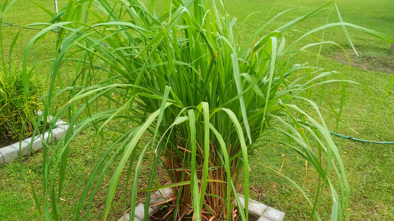 Closeup of lemongrass planted in a yard