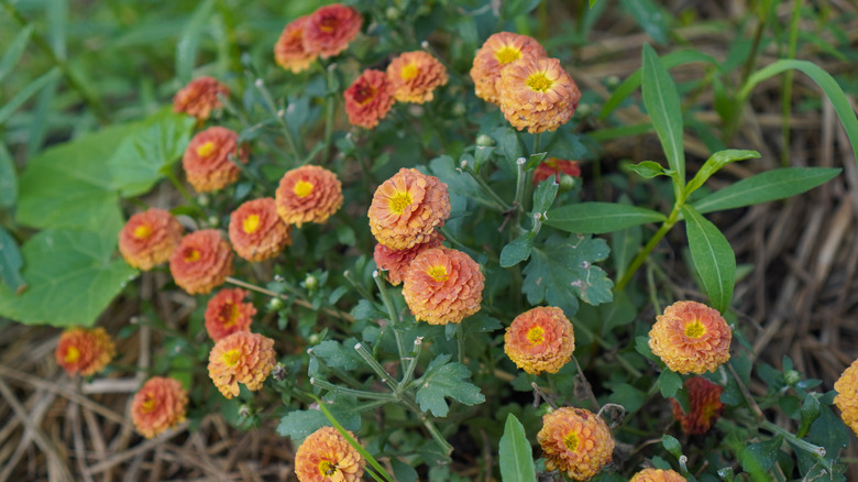 Closeup of orange marigold blooms