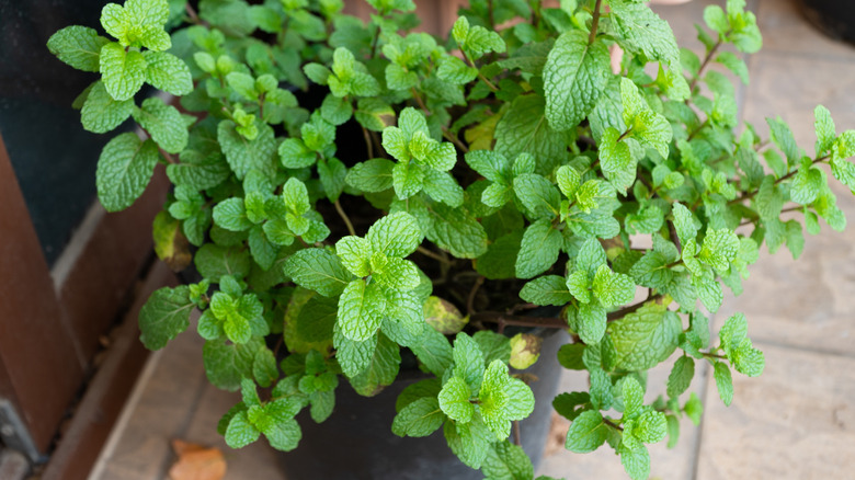 Closeup of mint plant in a pot