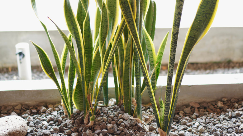 Closeup of mother's-in-law tongue in rock garden