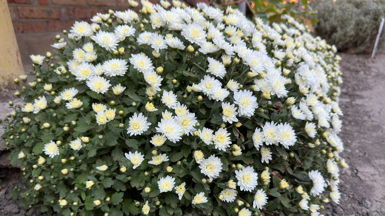 Closeup of white mum blooms