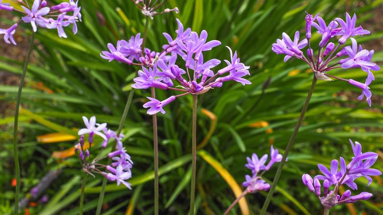 Closeup of pink agapanthus blooms