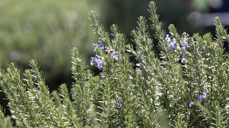 Closeup of rosemary bush