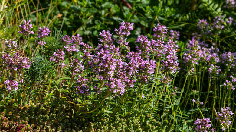 Closeup of small, purple thyme blooms