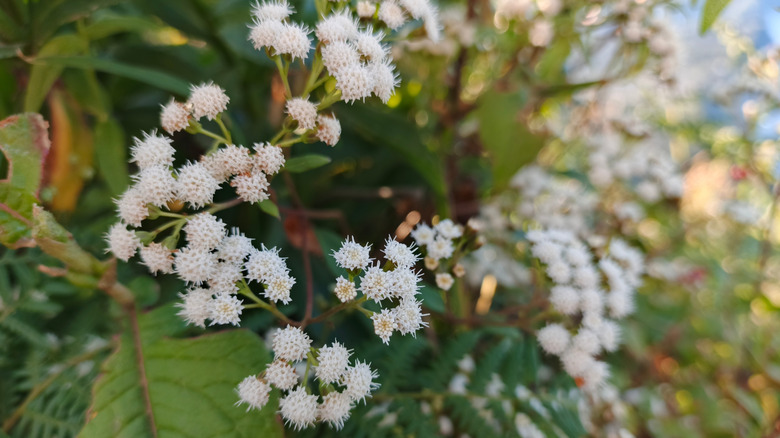 Closeup of white snakeroot blooms