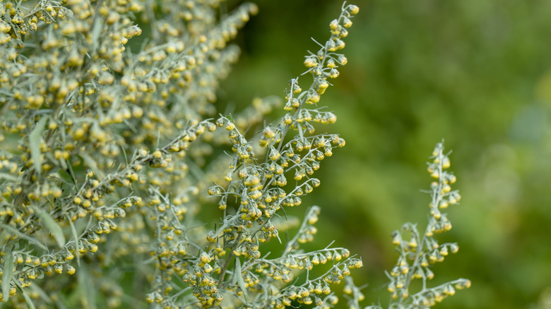 Closeup of wormwood shrub
