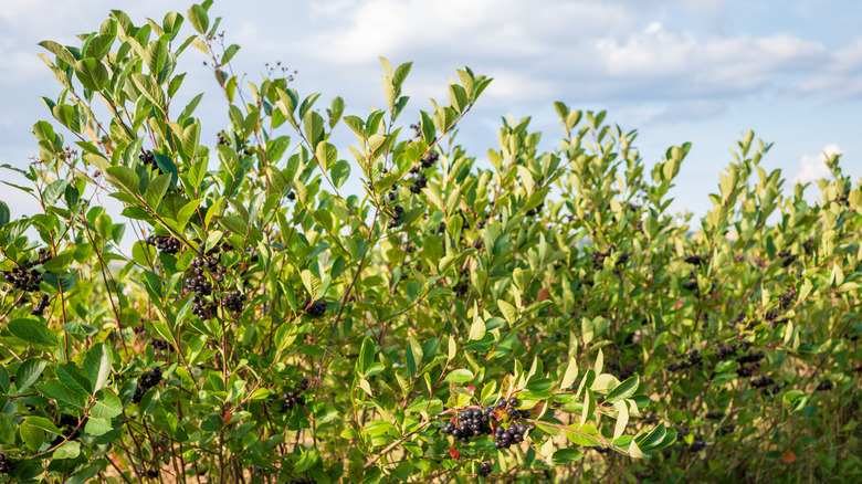 The black chokeberry bush Aronia melanocarpa with ripe berries
