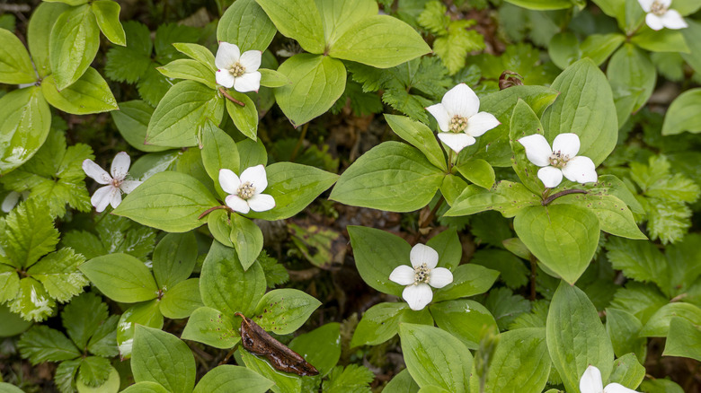 Bunchberry Cornus canadensis with white flowers