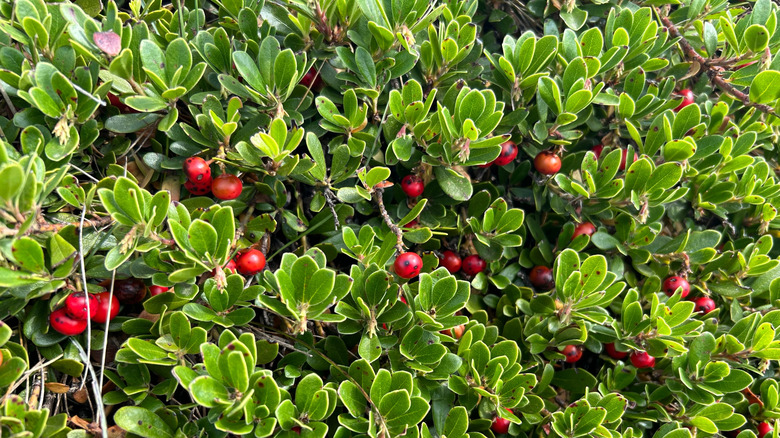 The ripe red berries and green foliage of the common bearberry Arctostaphylos uva-ursi