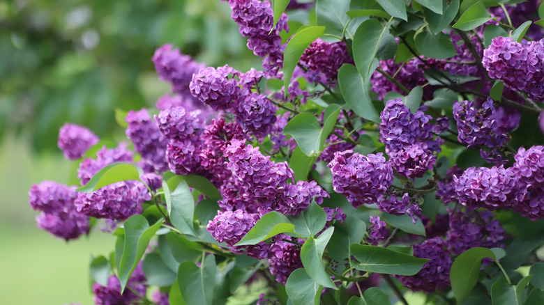 Purple flowers of the common lilac shrub Syringa vulgaris