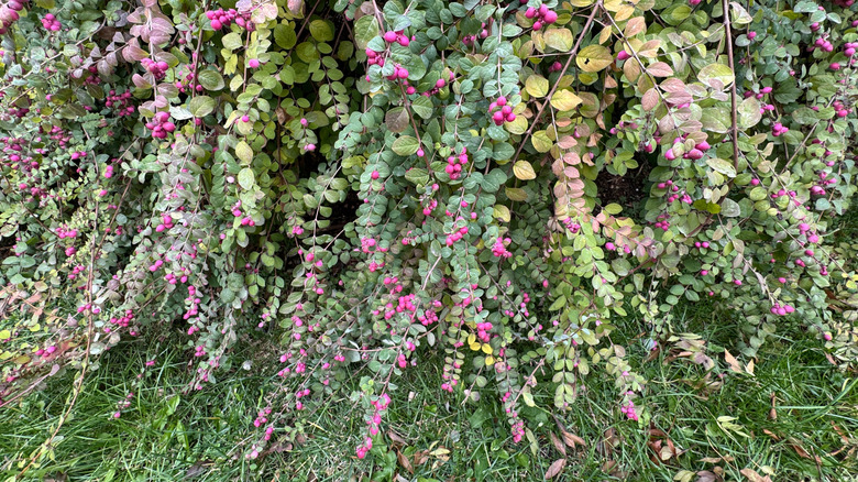 Symphoricarpos orbiculatus coralberry with pink fruit