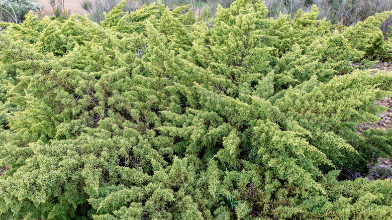 Creeping juniper Juniperus horizontalis with green needle like foliage