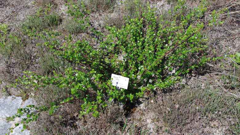 Dwarf bush betula nana with green, spreading foliage