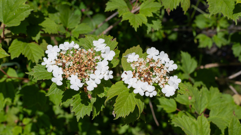 Close up of the white flowers of the highbush cranberry Viburnum trilobum in bloom