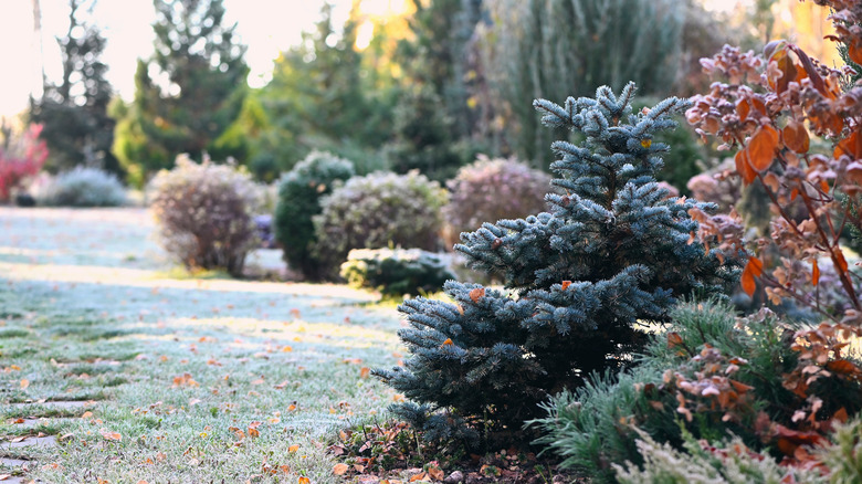 A frosty garden with a range of evergreen shrubs and trees