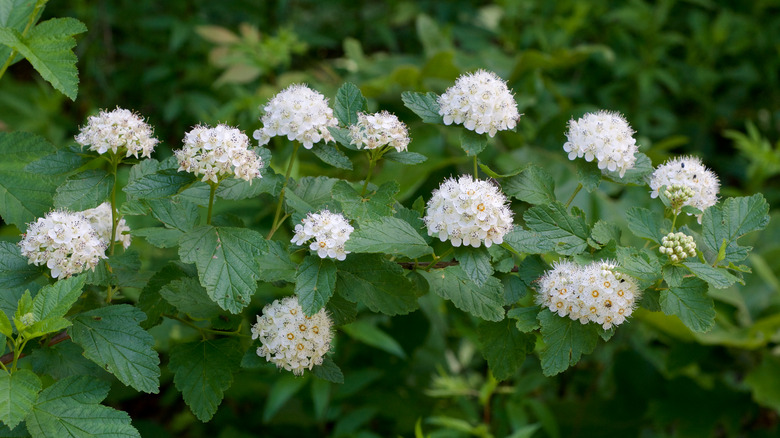Common ninebark Physocarpus opulifolius with green leaves and white flowers