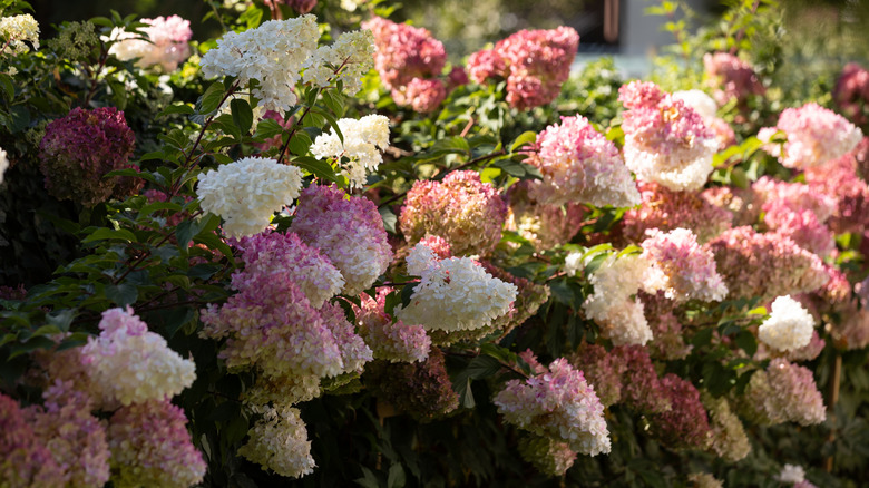 Hydrangea paniculata panicle hydrangea with white and pink flowers