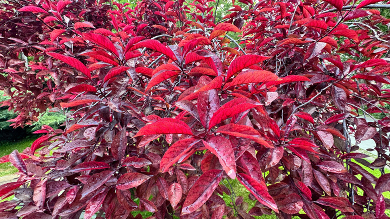 Prunus × cistena the purple leaf sand berry with bright red foliage