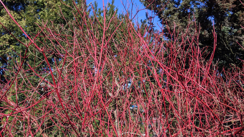 Cornus sericea red twig dogwood in the fall with bright red branches