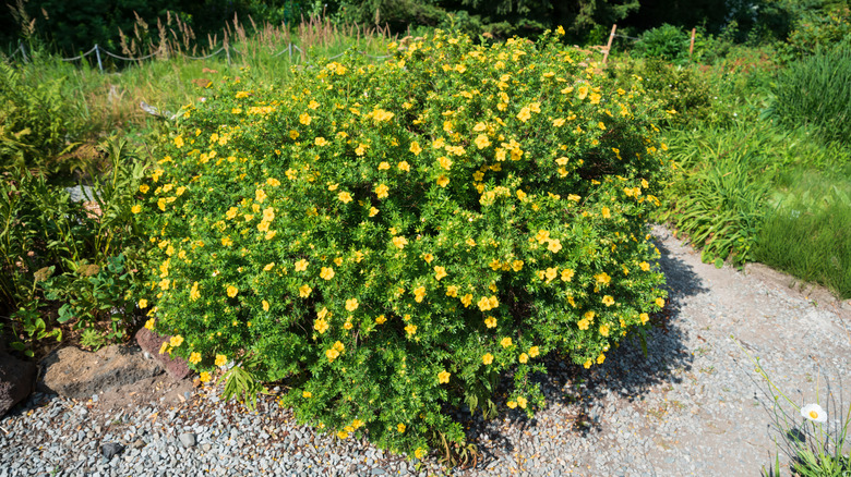 A round shrubby cinquefoil Potentilla fruticosa with bright yellow flowers