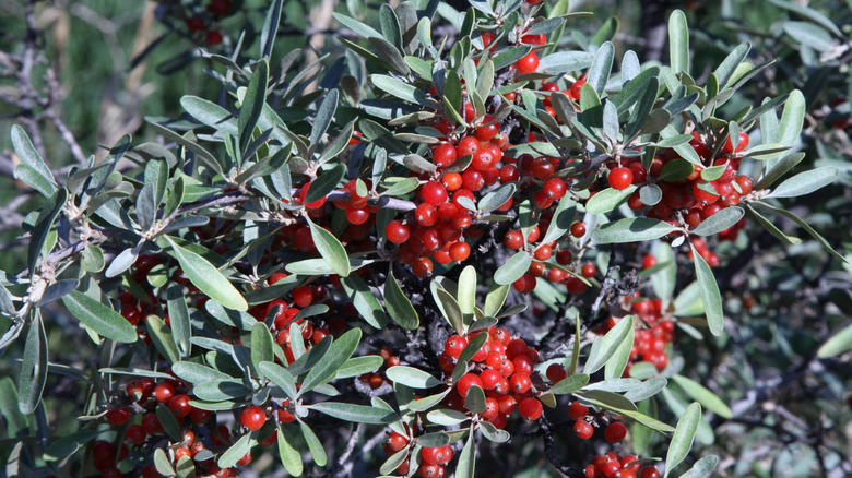 The silver branches and red berries of the silver buffaloberry Shepherdia argentea