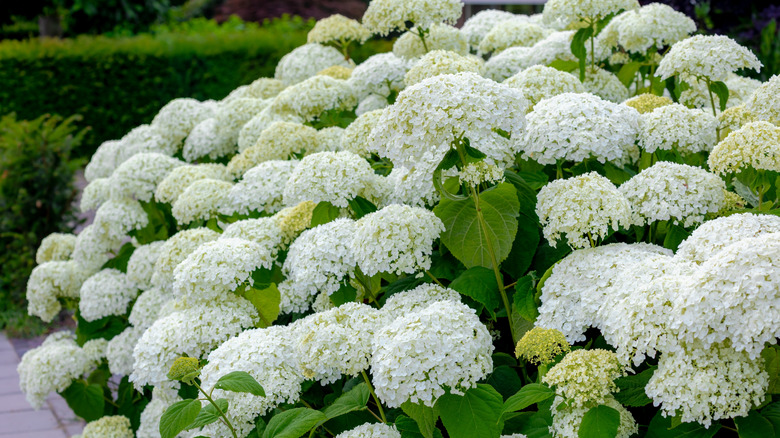White smotoh hydrangea Hydrangea arborescens flowers in a garden