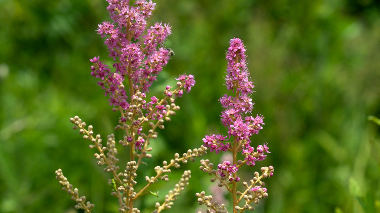 Close up of the pink steeplebush flowers Spiraea tomentosa