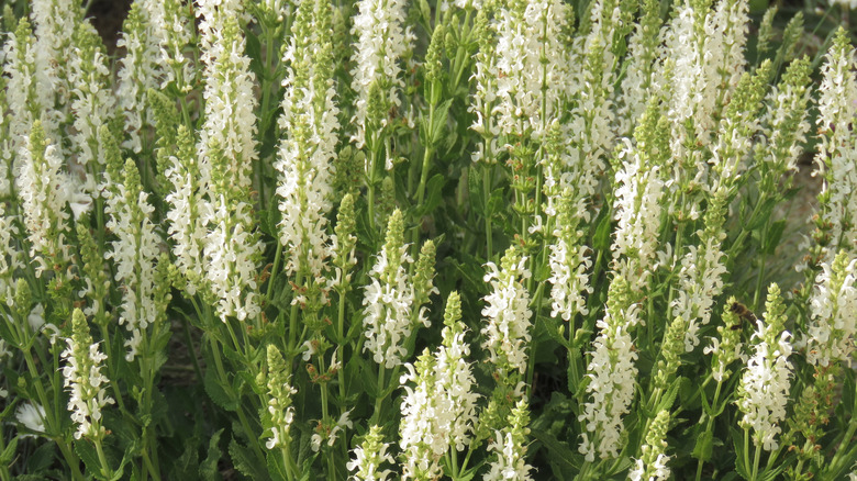 White flowers of the sweet pepperbush Clethra alnifolia