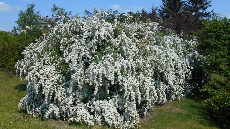 Large vanhoutte spirea Spiraea × vanhouttei covered in white flowers