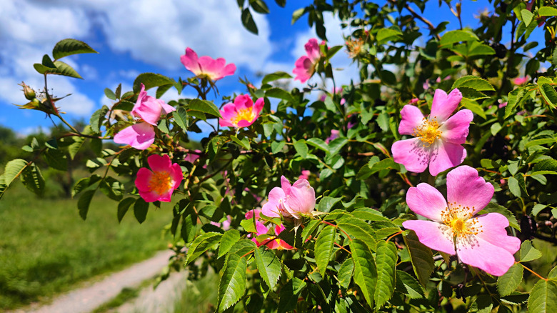 Pink flowers of the Virginia rose Rosa virginiana against a blue sky