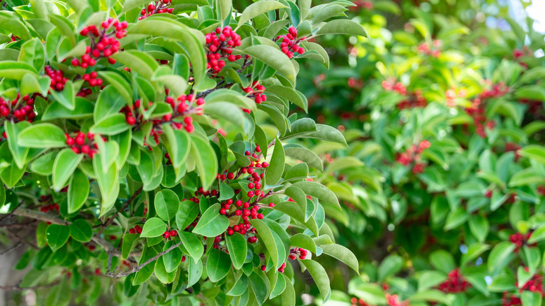 close up of Ilex verticillata winterberry holly with red berries and green leaves