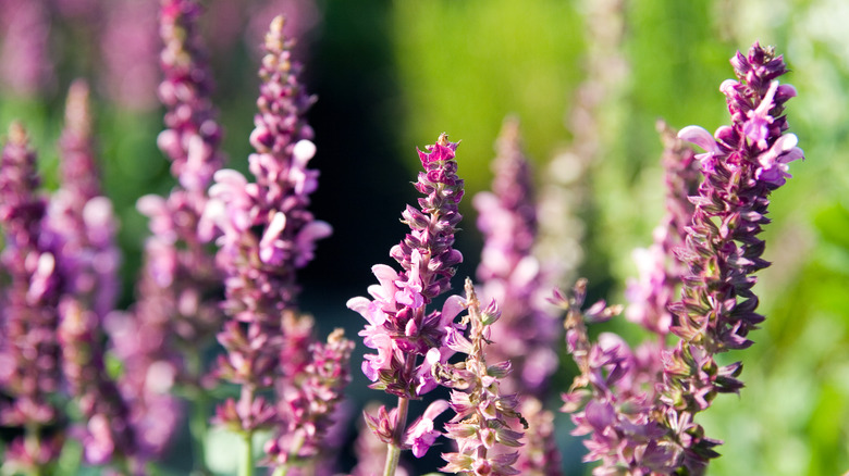 Close up of the purple blooms of the woodland sage Salvia nemorosa