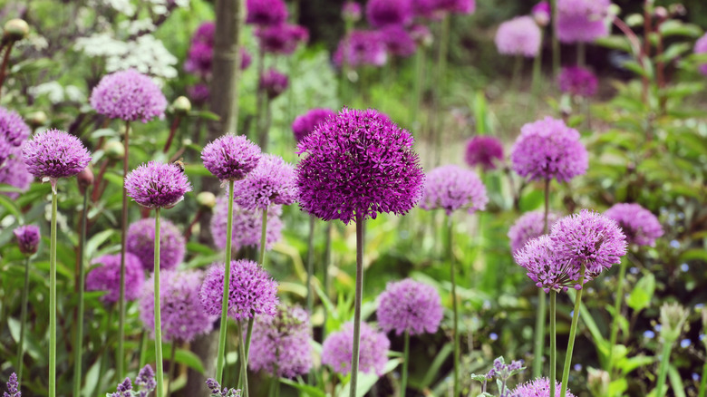 Purple allium plants growing in garden