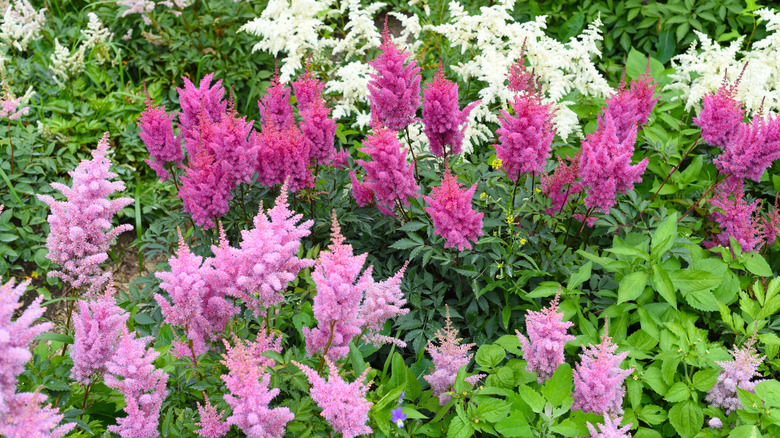 Pink and white astilbe growing in garden