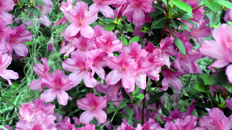 Pretty pink azalea flowers in bloom