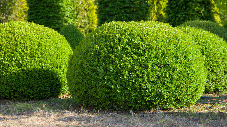Boxwood bushes cut in a ball shape