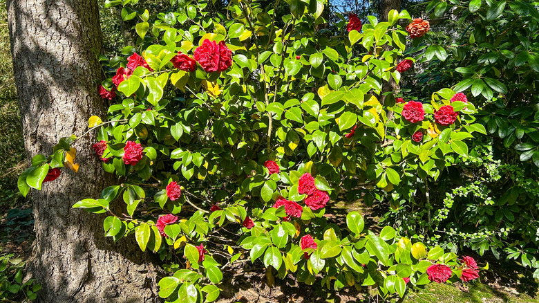 Red camellias blooming near a tree