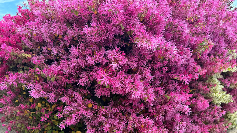 Chinese fringe flower in bloom