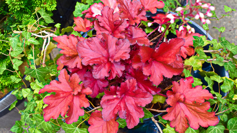 Red coral bells growing in a container