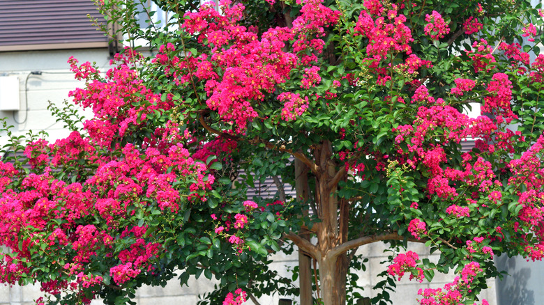 Red crape myrtles in bloom