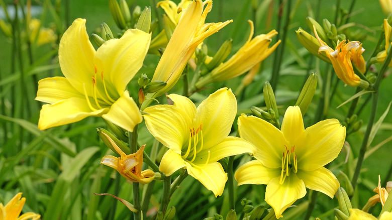 Bright yellow daylilies in bloom